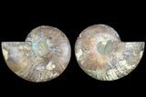 Cut & Polished, Agatized Ammonite Fossil - Madagascar #183226-1